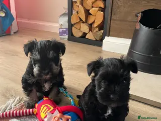 Miniature Schnauzer dogs Gorgeous Miniature Schnauzer Puppies - Advert 6