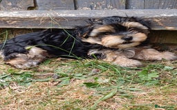 Morkie dogs for sale: Morkie - Image 5