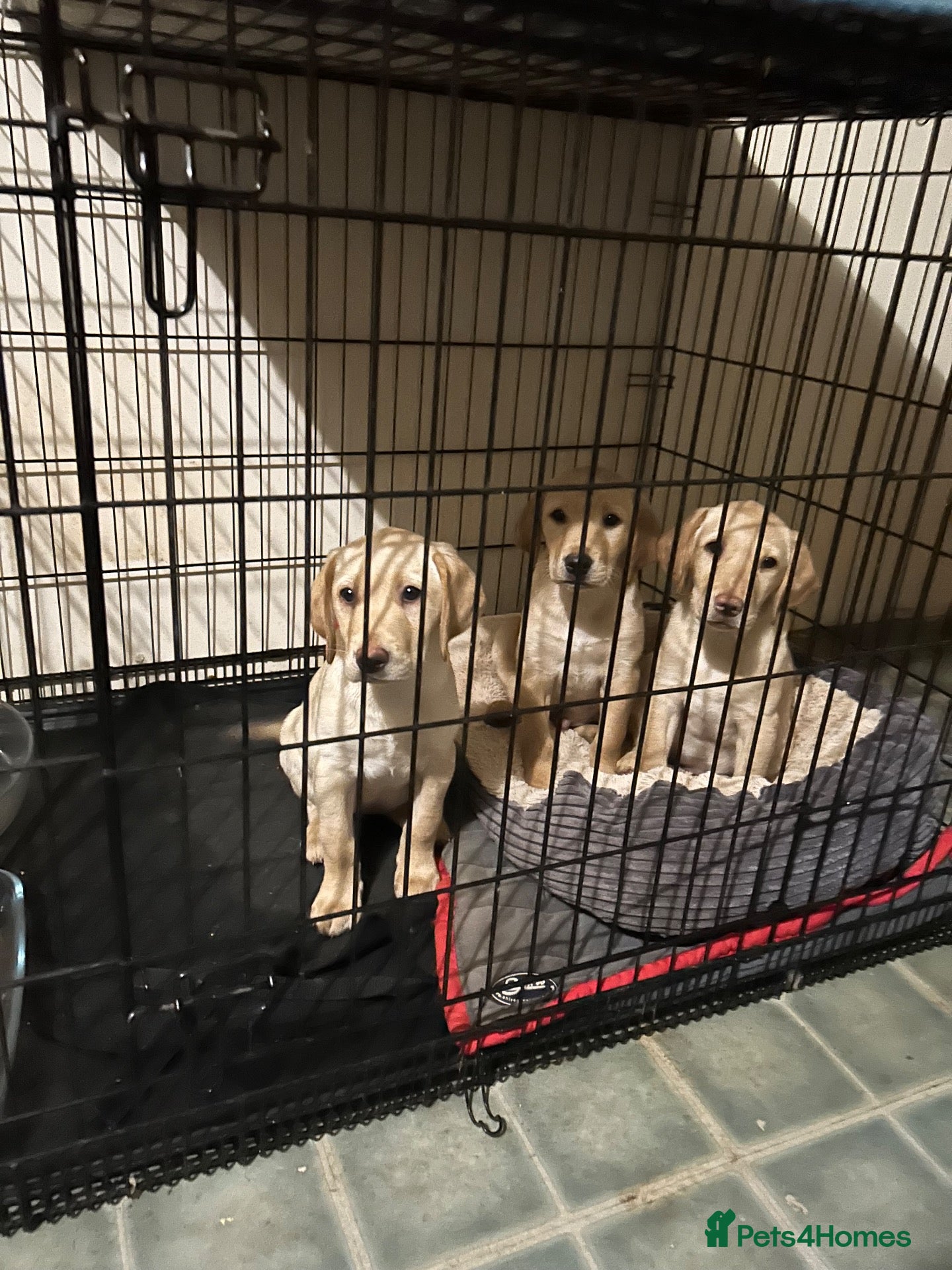 Labrador Retriever dogs for sale: Yellow Labrador pups  - Advert 4