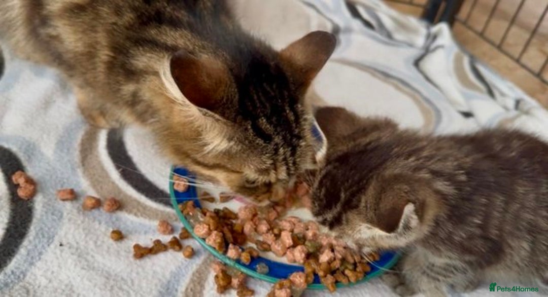 Mixed Breed cats for sale: Tabby Kittens - Image 3