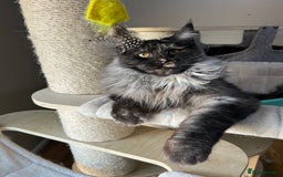 Maine Coon cats for sale: maine coon - Image 2