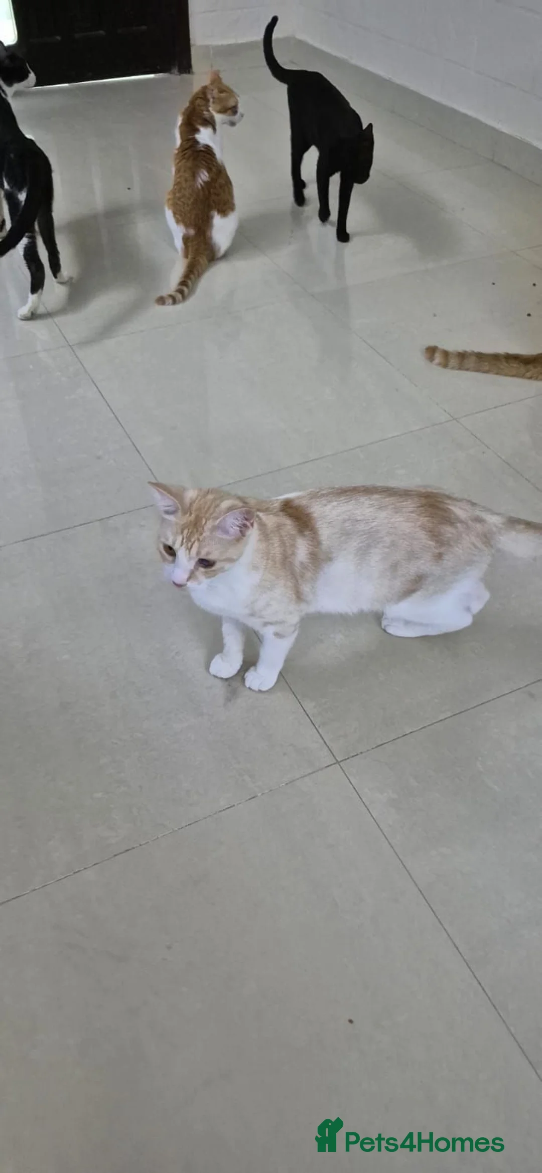 Arabian Mau cats for adoption: Sandy - Advert 2