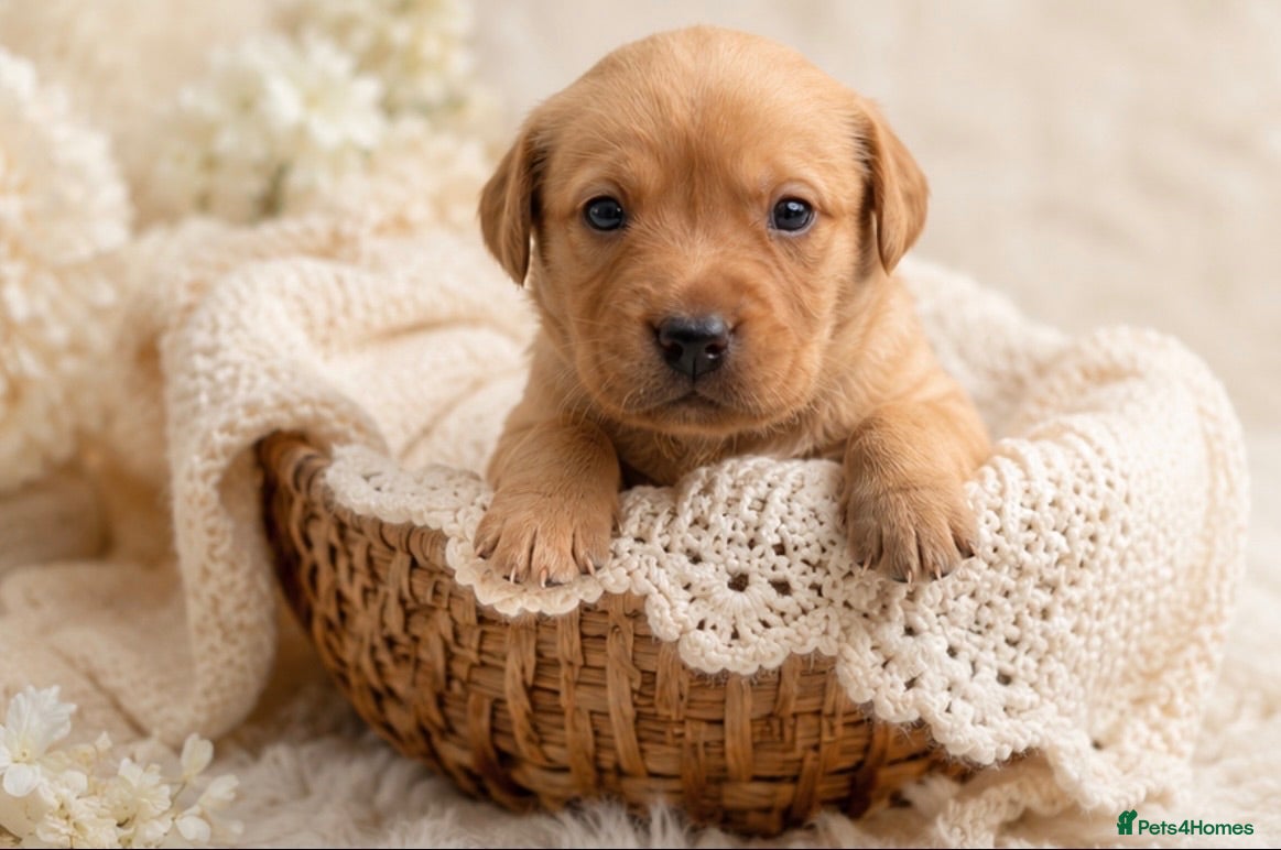 Labrador Retriever dogs KC Reg Labrador Retriever Puppies  - Advert 1