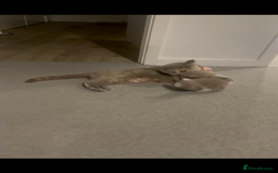 British Shorthair cats for sale: Purebred British Shorthair male  - Image 3