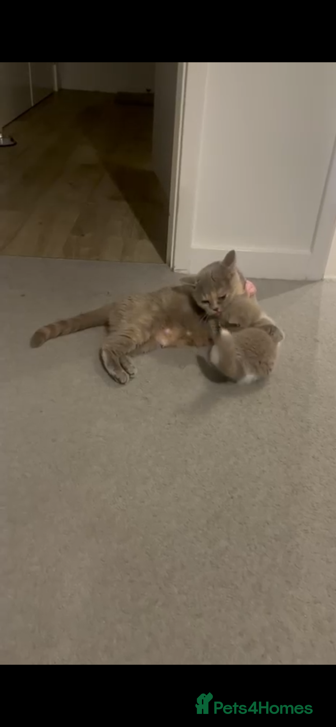 British Shorthair cats for sale: Purebred British Shorthair male  - Image 3