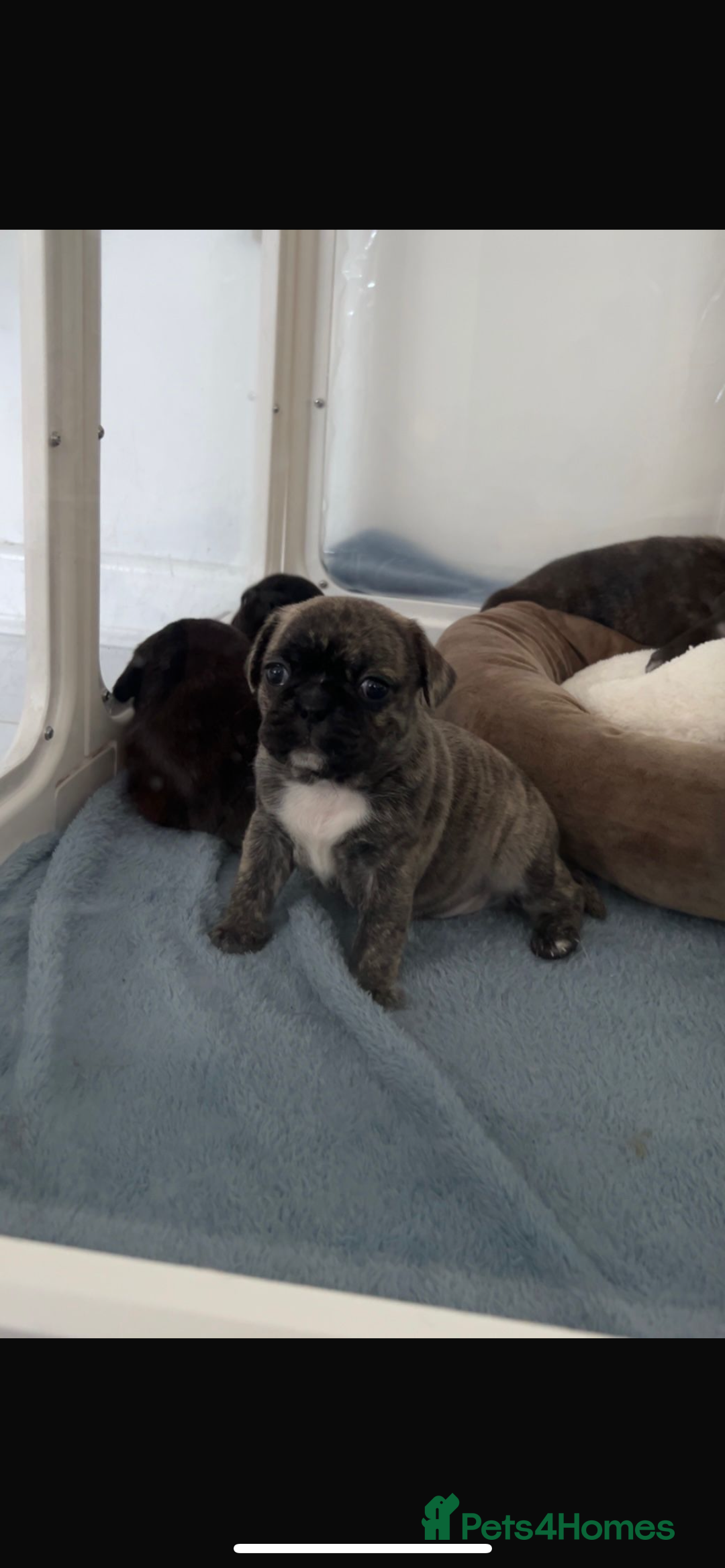 Frug dogs for sale: Frug puppies  - Advert 12
