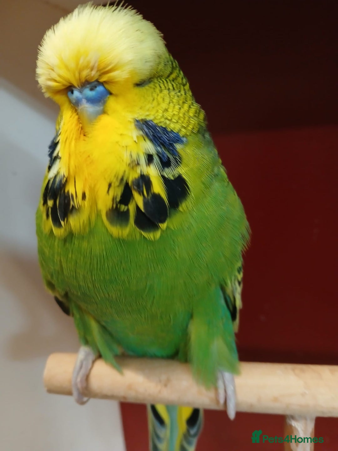 Budgerigars birds for sale: Stunning Rare Tame Exhibition Budgie  - Image 4