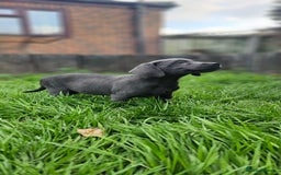 Labrador Retriever dogs for sale: LAST 2 KC HEALTH TESTED CHARCOAL LABS AVAILABLE  - Image 7