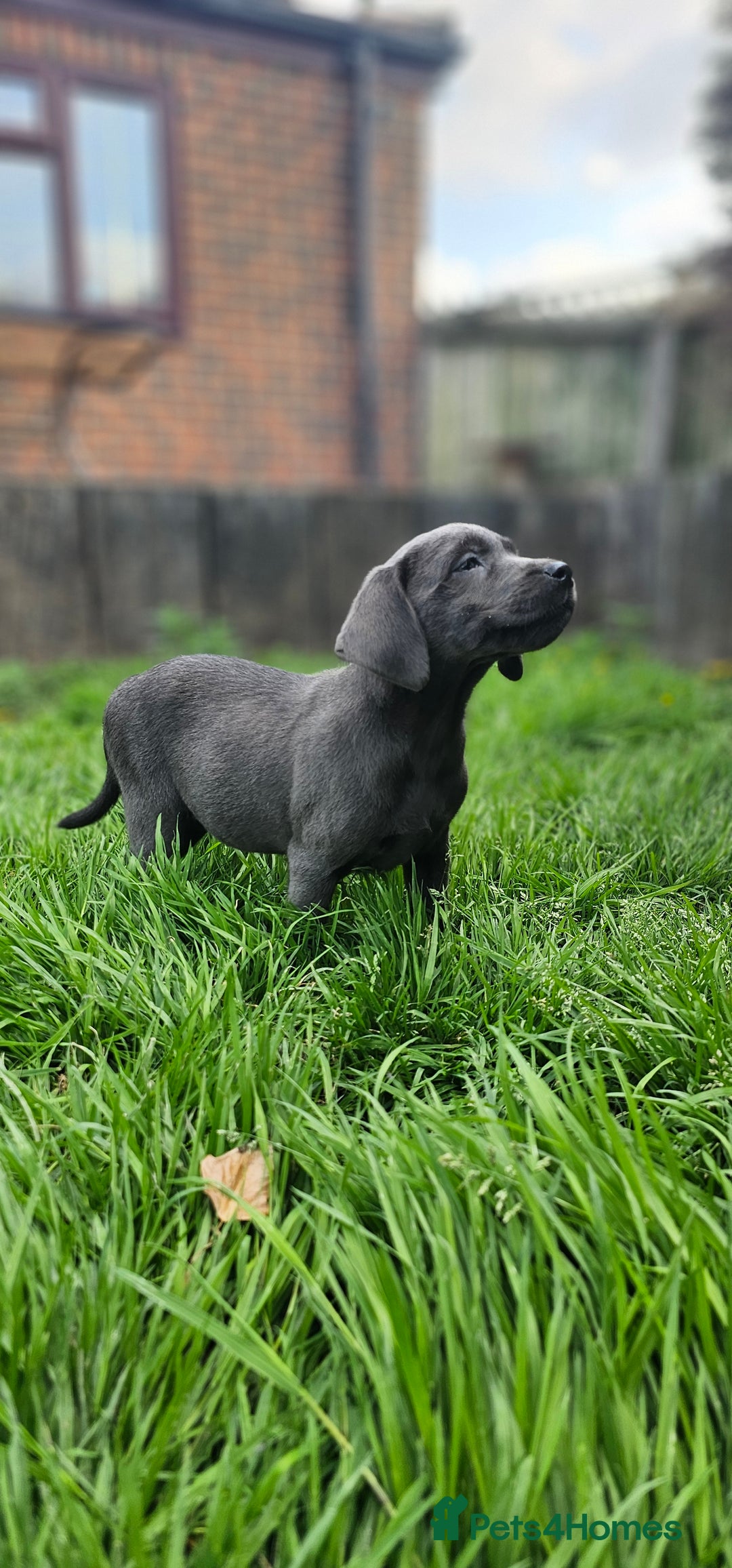 Labrador Retriever dogs for sale: LAST 2 KC HEALTH TESTED CHARCOAL LABS AVAILABLE  - Image 7