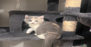 British Shorthair cats - Advert 13