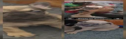 French Bulldog dogs for sale: Three puppies remaining in Scunthorpe - Advert 7