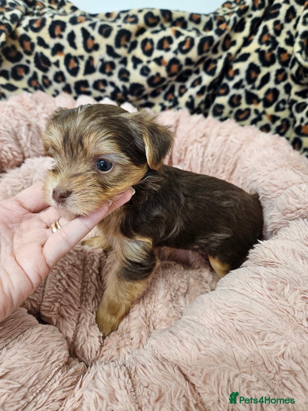 Yorkshire Terrier dogs for sale: 🤎 DNA tested parents 🤎 1 girl, 1 boy - Advert 6