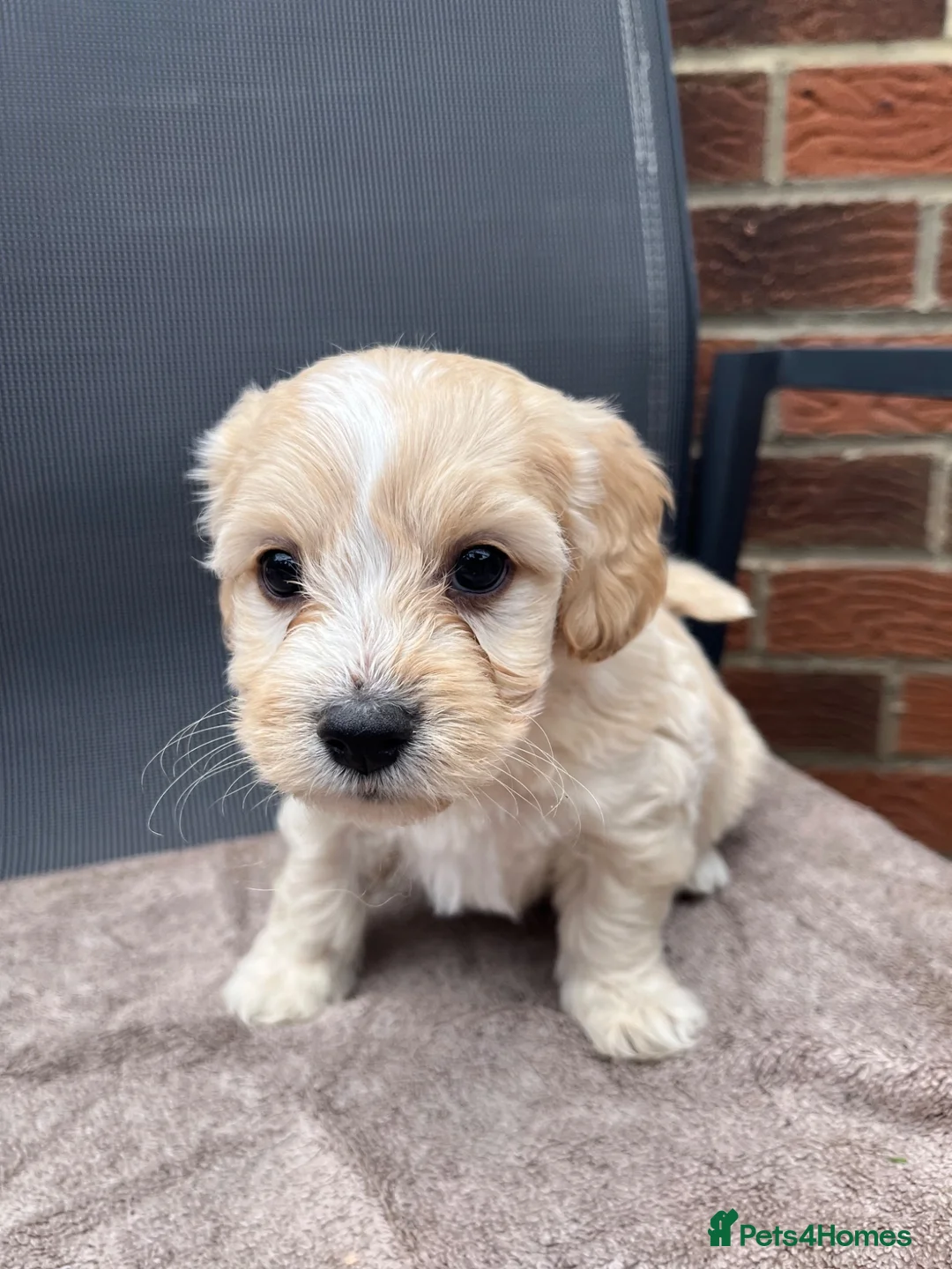 Cavapoo dogs for sale: Beautiful Cavapoo puppies  - Advert 2