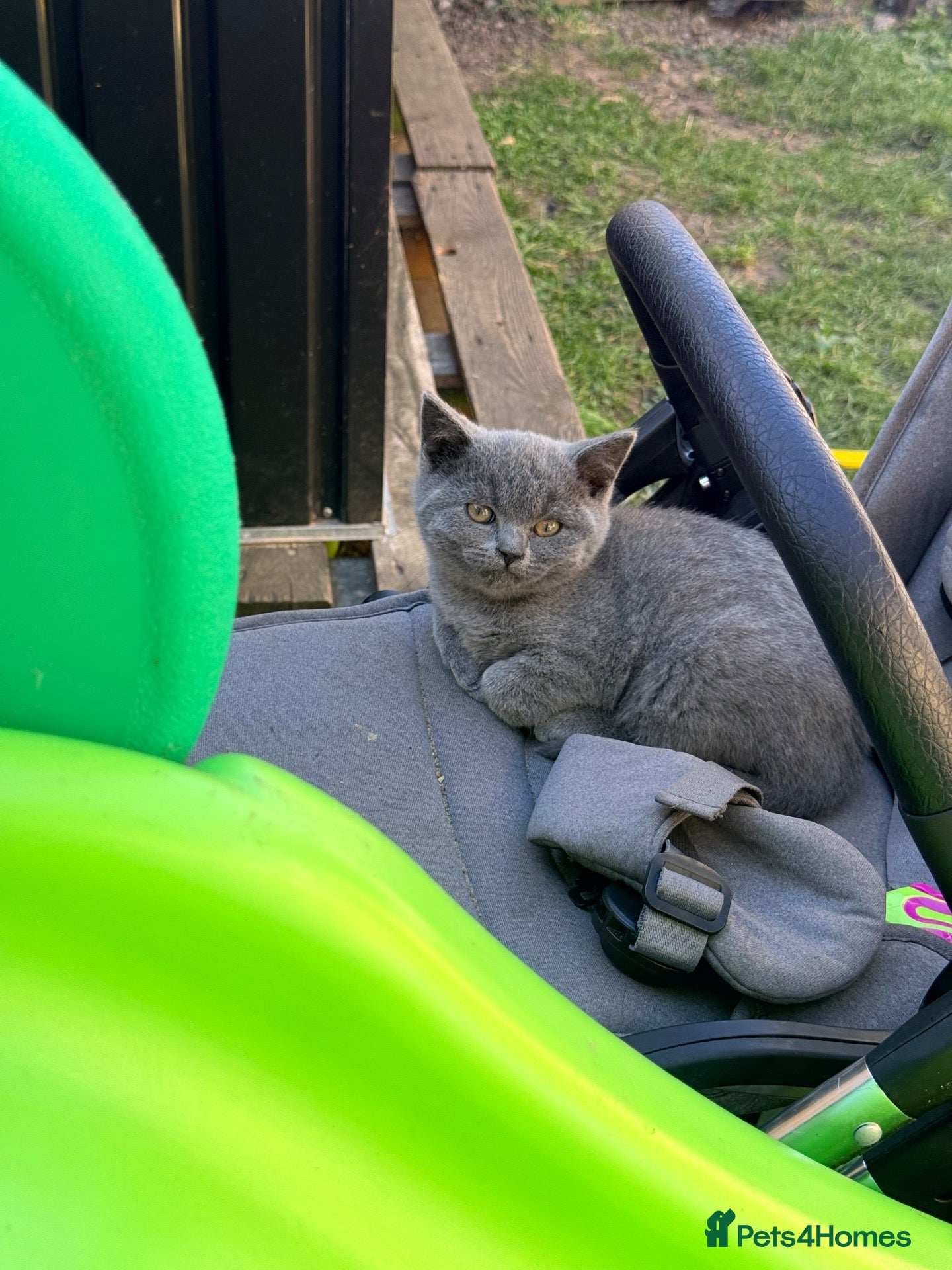 British Shorthair cats British shorthair female last one left  - Advert 9