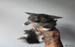 Munchkin cats for sale: Munchkin x Devon rex  - Advert 13