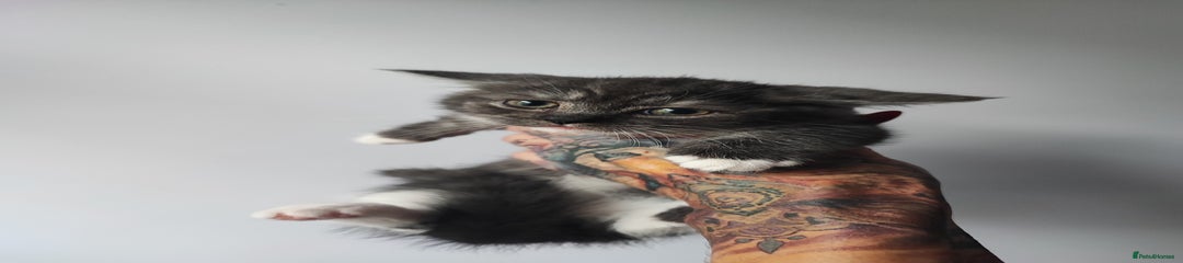 Munchkin Kitten short legs 2