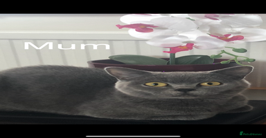 British Shorthair cats British short hair - Advert 14