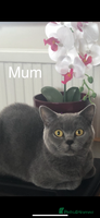 British Shorthair cats British short hair - Advert 8