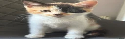 Mixed Breed cats for sale: 4 Kittens for Sale. Ready for Their Forever Homes - Advert 6