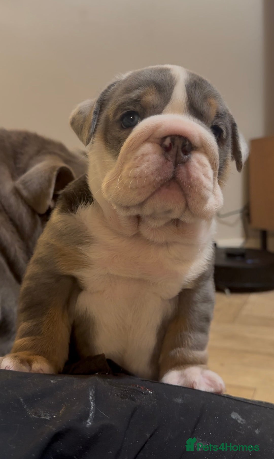 English Bulldog dogs for sale: English bulldog puppies - Advert 11
