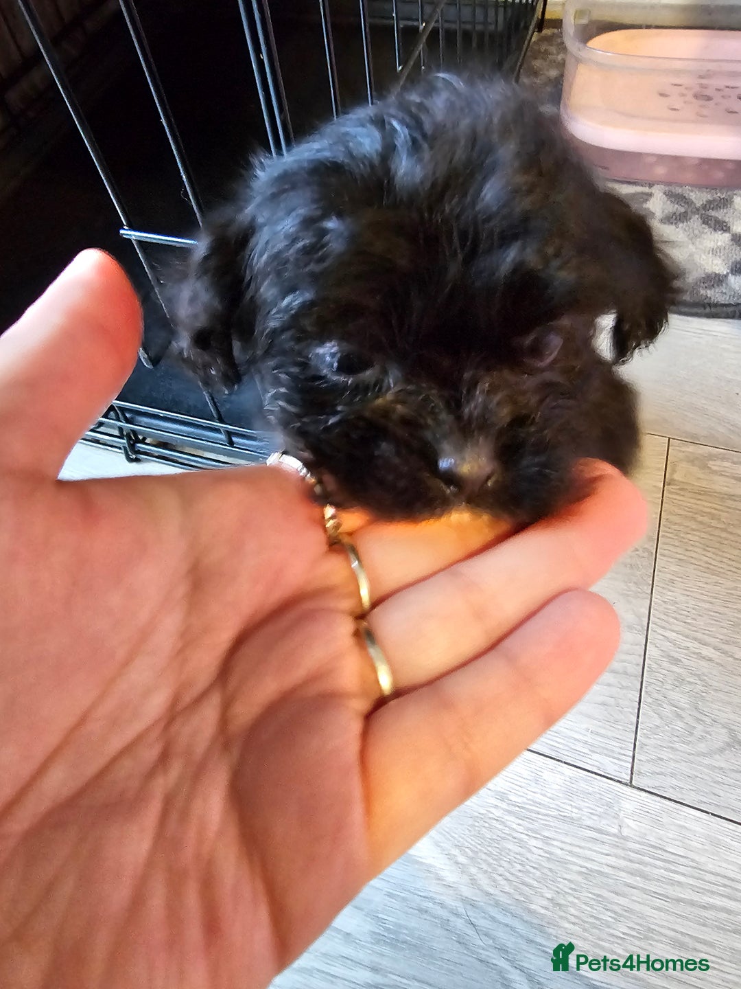 Shih Tzu dogs for sale: 2 female shih tzu  - Advert 5