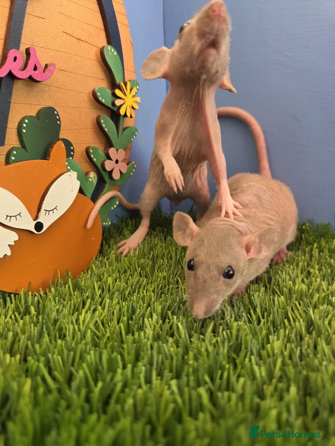 Rat rodents for sale: Hairless Dwarf Baby Rats Boys Males Trio  - Advert 6