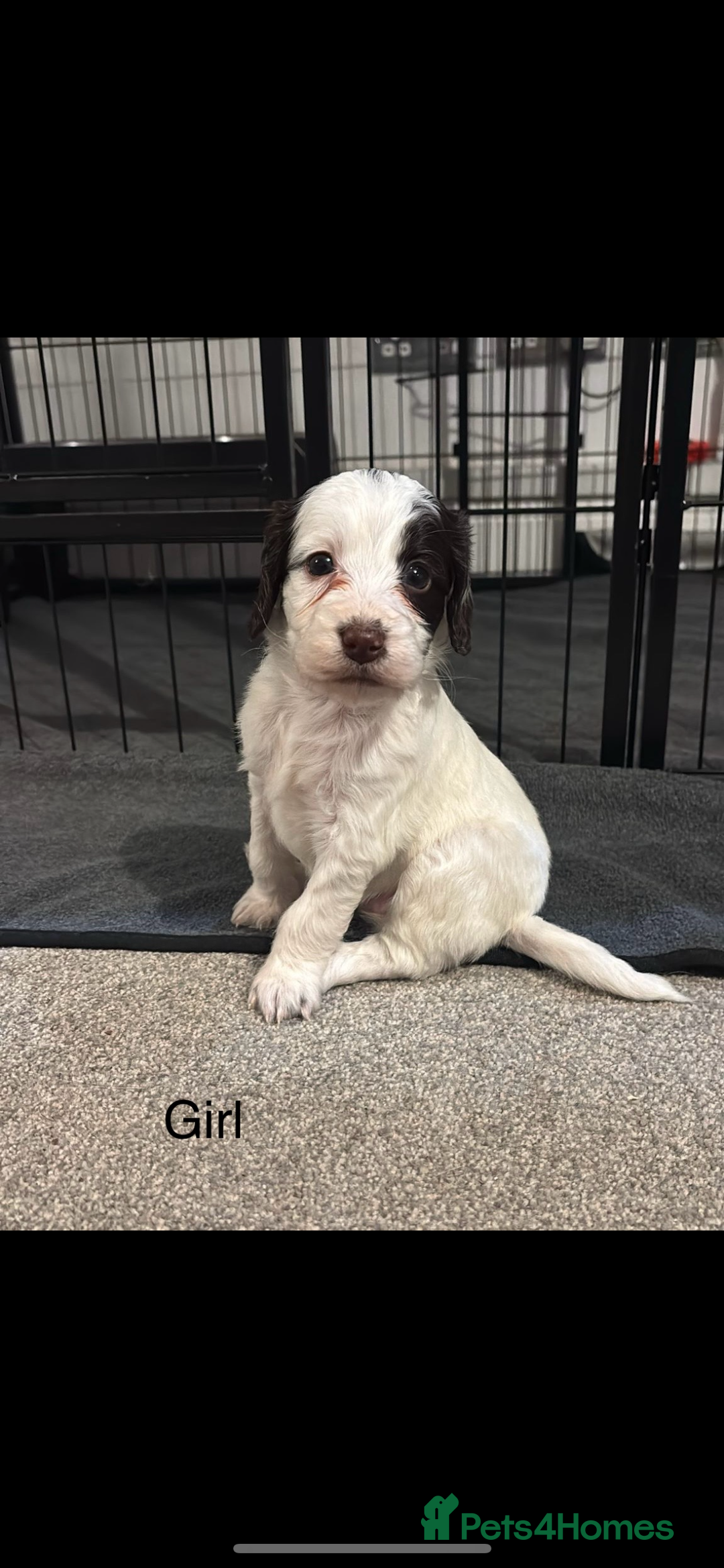 Cockapoo dogs for sale: Cocker Spaniel x Cockapoo Puppies - Advert 6