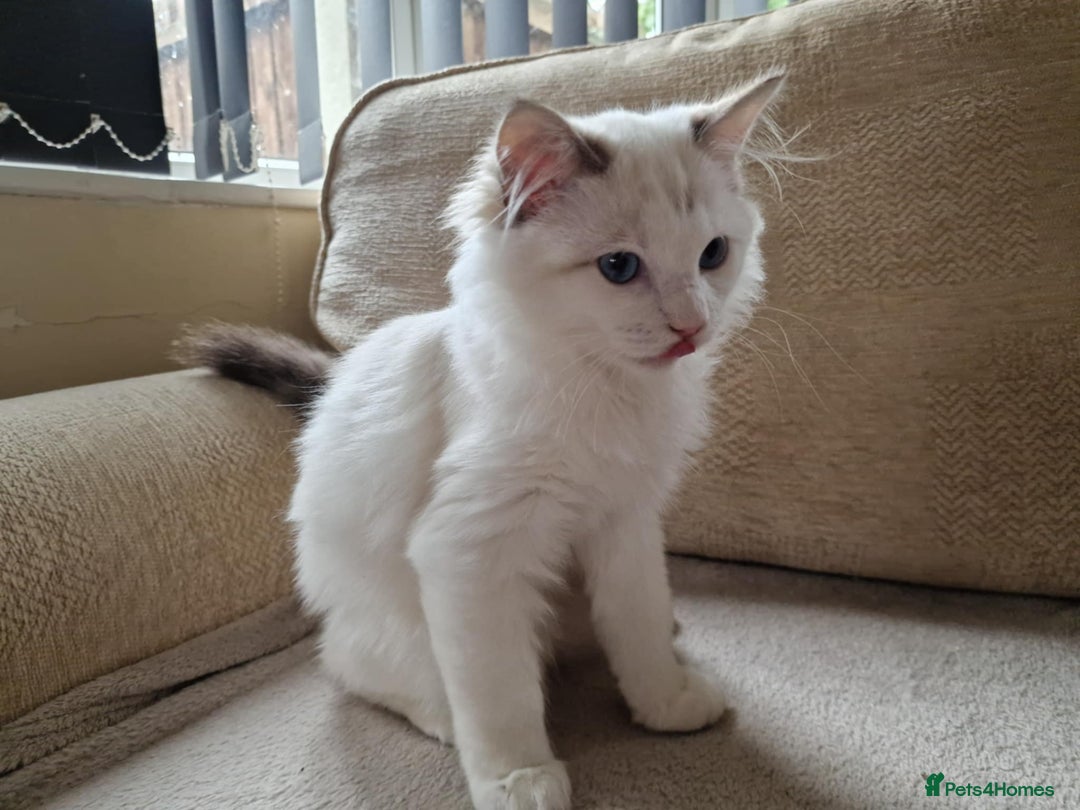 Ragdoll cats for sale: GRAND Champion European Line kittens.FULL PEDIGREE - Image 24