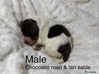 Cocker Spaniel dogs KC health tested show cocker puppies - Advert 18