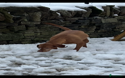 Hungarian Vizsla dogs for sale: Adult Hungarian vizslas 1 male 3 female  - Image 11