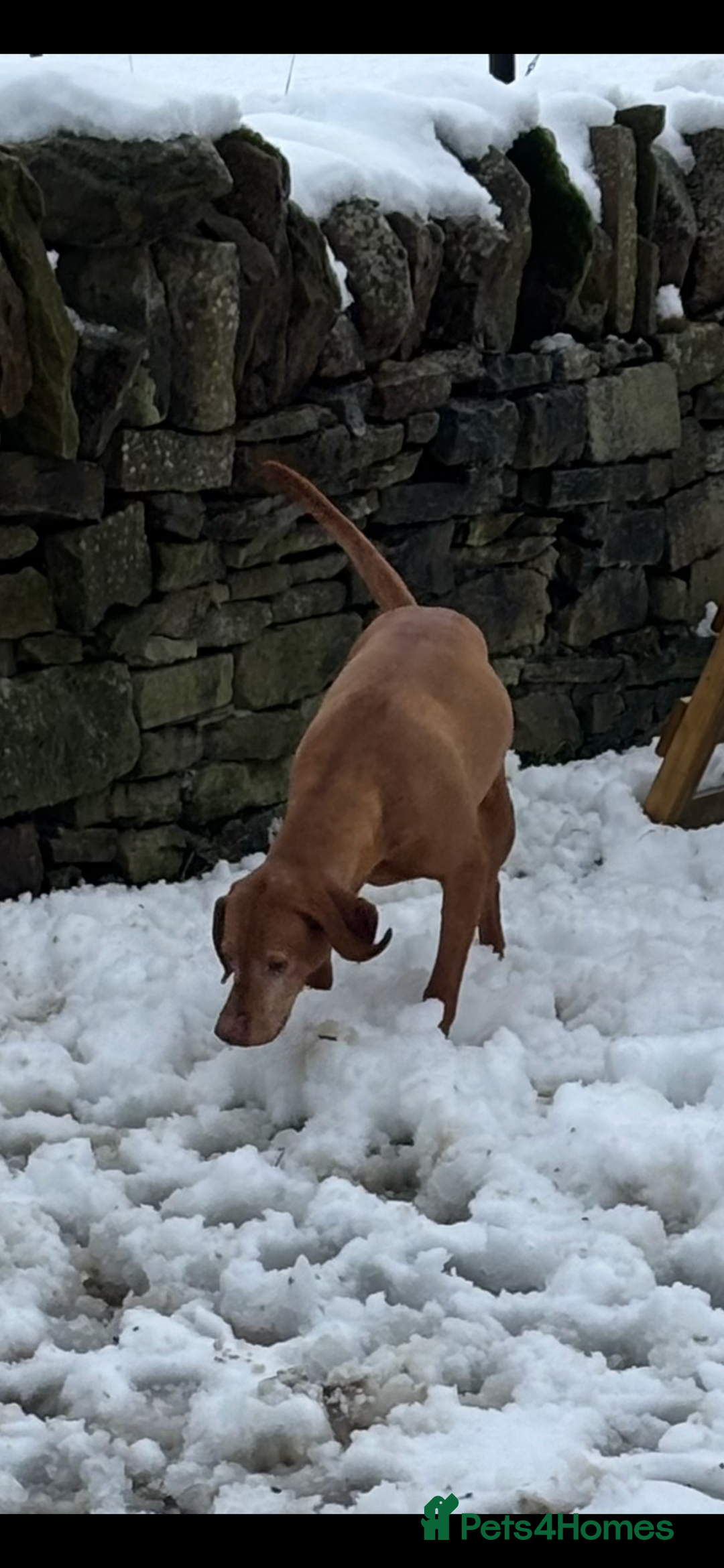 Hungarian Vizsla dogs for sale: Adult Hungarian vizslas 1 male 3 female  - Image 11