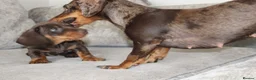 Miniature Dachshund dogs for sale: Miniature dachshund boy - Advert 12