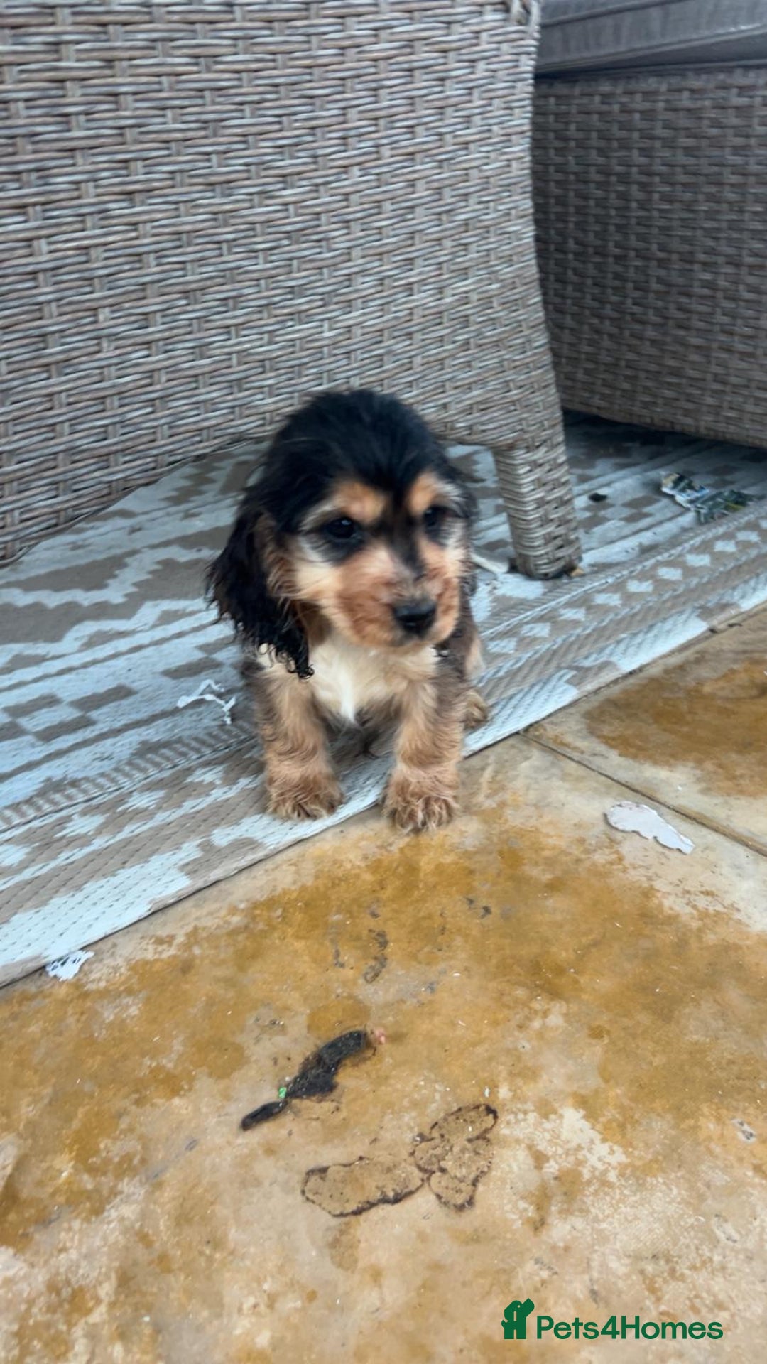 Cocker Spaniel dogs for sale: Show type cocker spaniel puppy’s.  - Advert 3