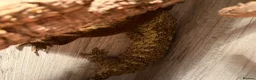 Lizard reptiles for sale: Dark Morph Baby Leachianus Geckos  Dark Morph  - Advert 2
