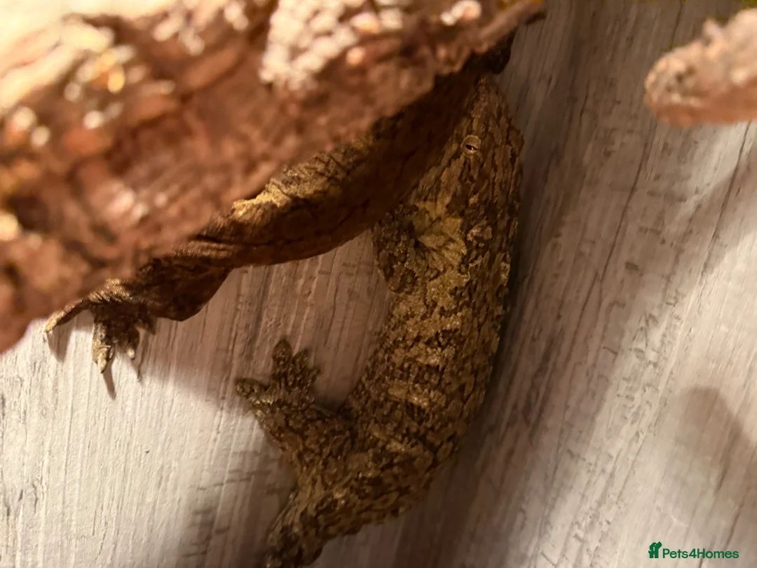 Lizard reptiles for sale: Dark Morph Baby Leachianus Geckos  Dark Morph  - Advert 2