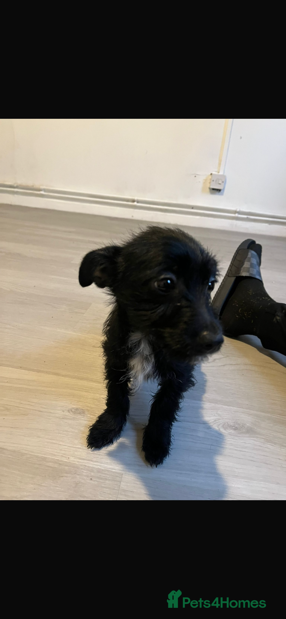 Jackapoo dogs Jackapoo female puppy for sale  - Advert 6