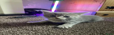 Mixed Breed Kitten 4
