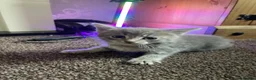 Mixed Breed cats for sale: 5 friendly kittens for sale.  - Advert 6