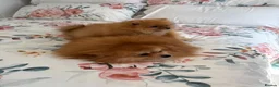 Pomeranian dogs for sale: Full breed pomeranian male puppy for sale - Advert 4