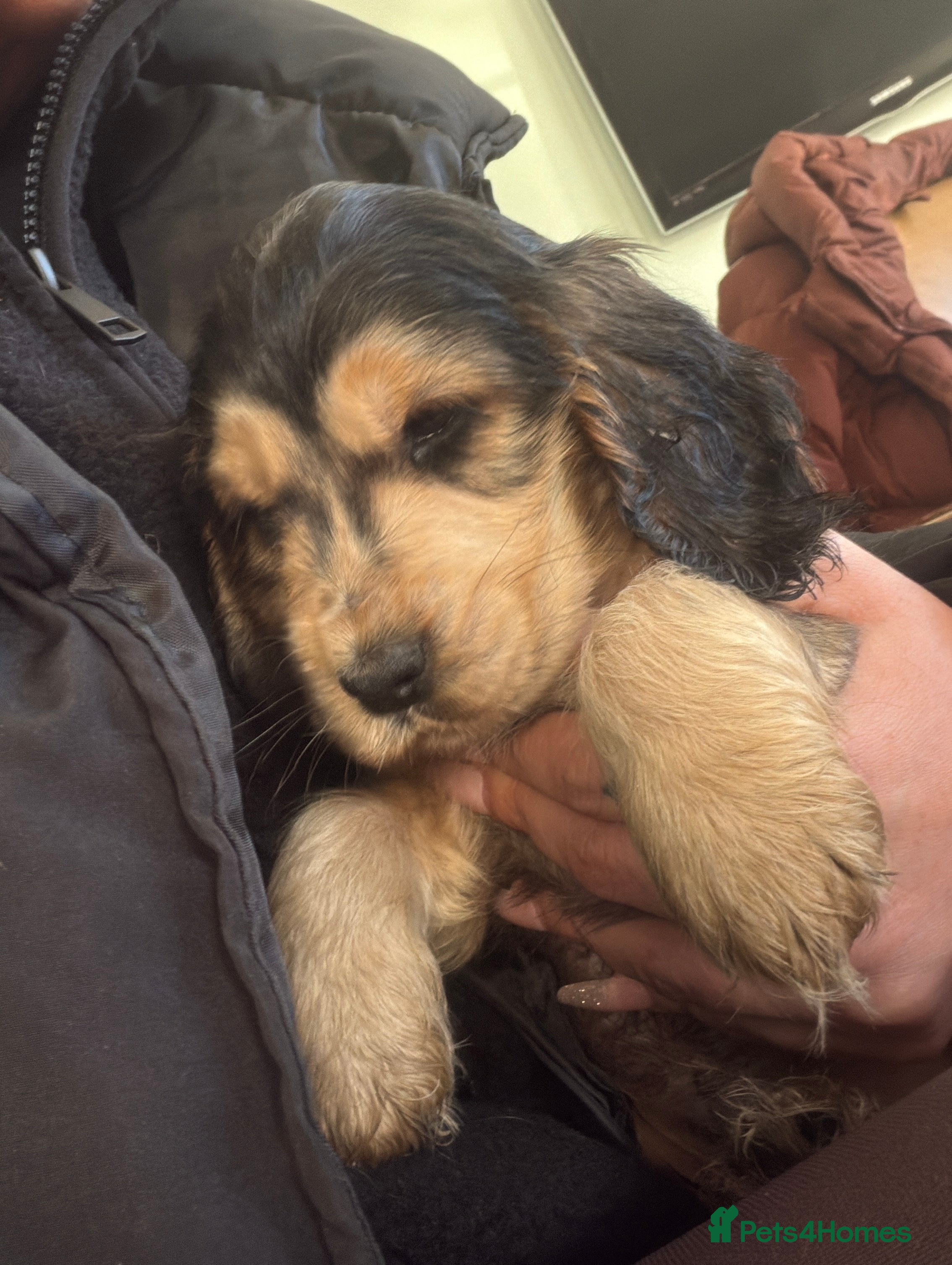 Cocker Spaniel dogs Male choc sable show type cocker spaniel  - Advert 1