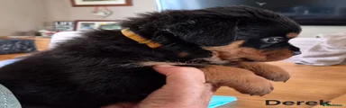 RESERVED - YELLOW COLLAR