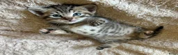 Persian cats for sale: Persian x Bengal Kittens in Bristol - Advert 3