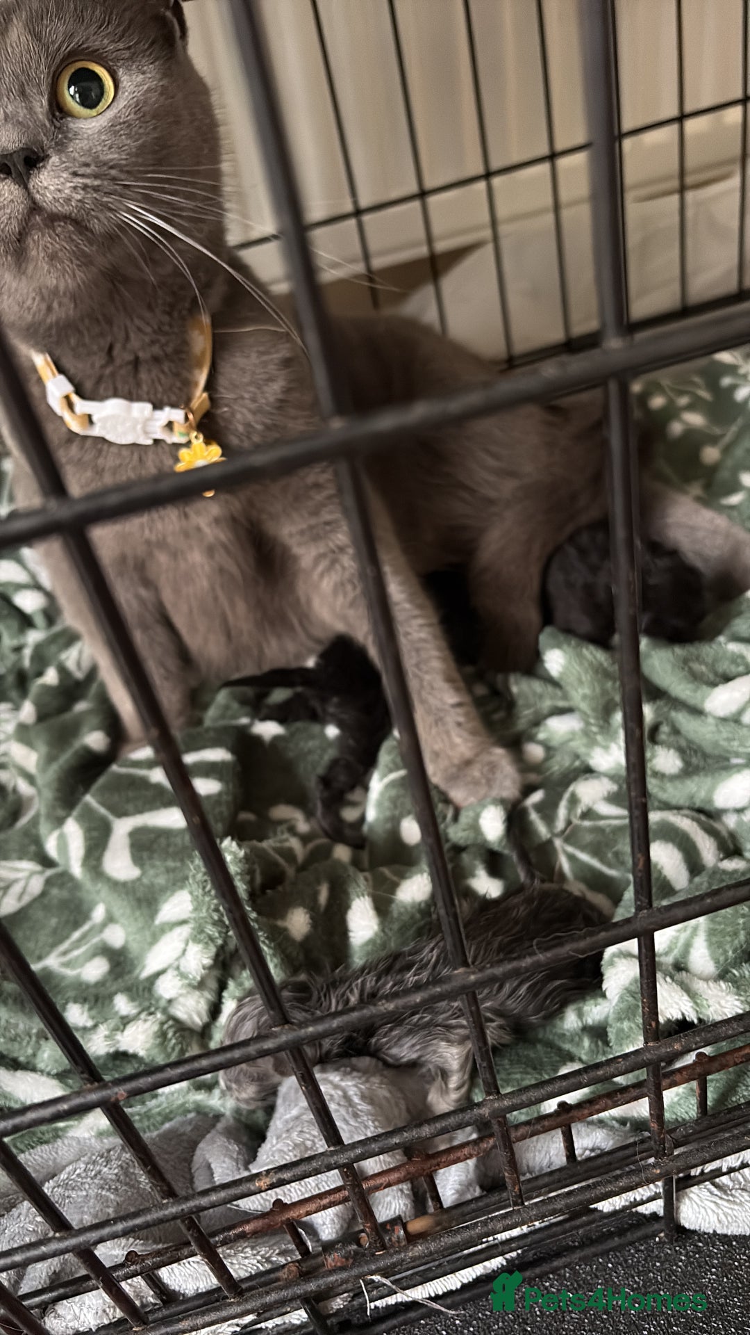 British Shorthair cats for sale: 1 Gorgeous Black kitten Remaining - Image 13