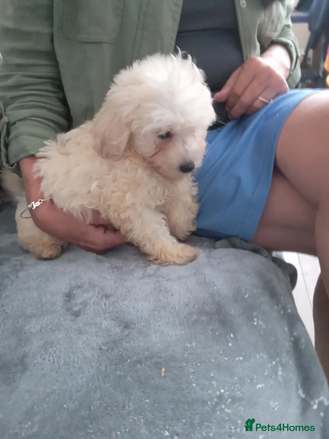 Maltipoo dogs for sale: Multipoo  - Advert 2