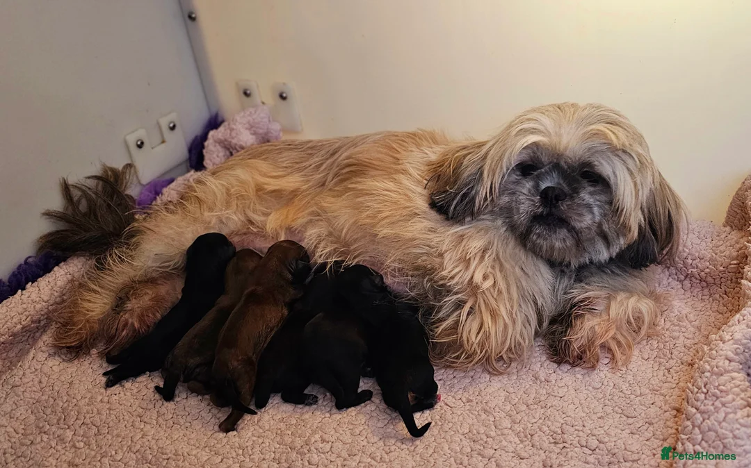 Miniature Poodle dogs for stud: Stunning Red Poodle for Stud in Motherwell - Advert 16