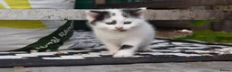 Mixed Breed cats for sale: 3 of the fluffiest, friendliest kittens for sale! - Advert 19