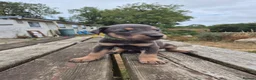 Mixed Breed dogs for sale: 8 Huntaway x puppies for sale - Advert 15