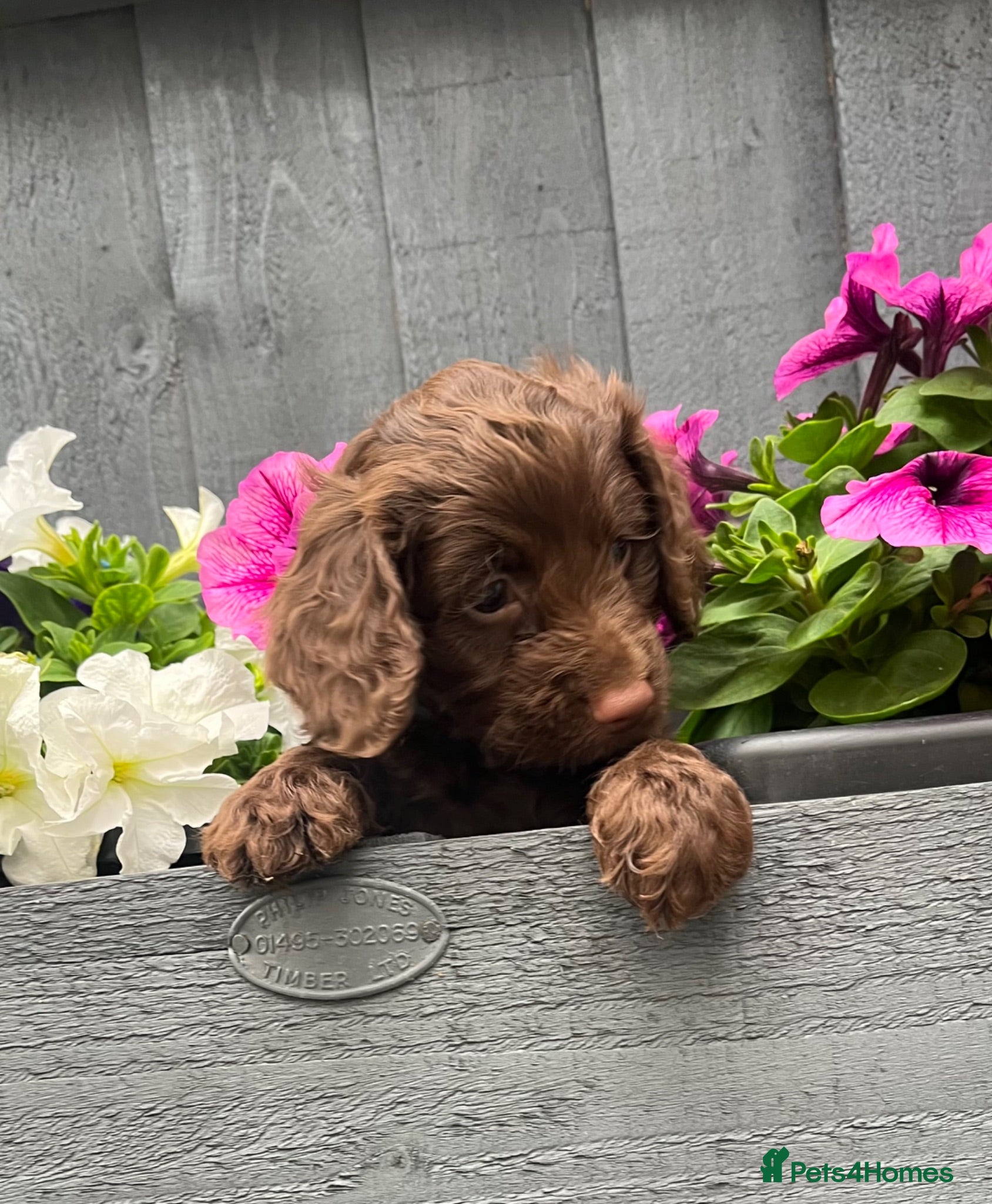 Cockapoo dogs  Chocolate cockapoo pups (ready now) - Advert 1