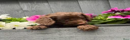 Cockapoo dogs for sale: Beautiful chocolate F1 cockapoo puppies  - Advert 7