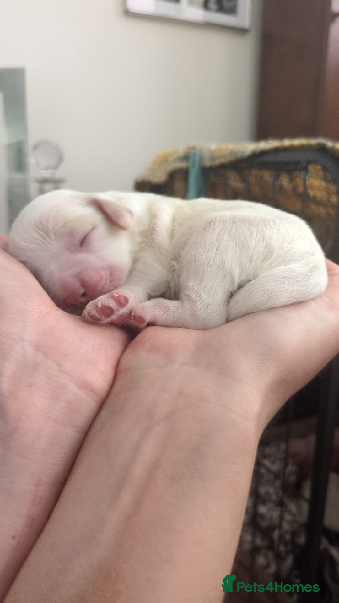 Cocker Spaniel dogs for sale: Gorgeous Cocker Spaniel Puppies - Image 11